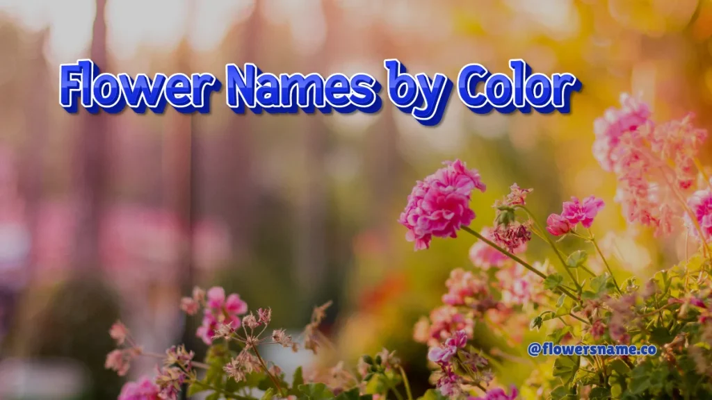 Best 200+ Flower Names for Cats - Simple and Unique Ideas 5 Flower Names by Color