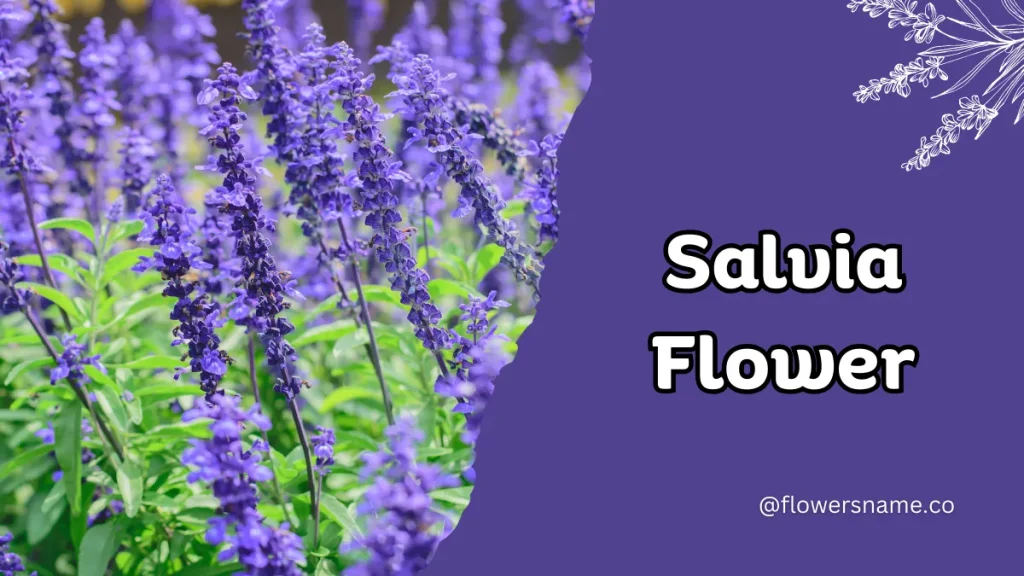 Spectacular 12+ Flowers that Start with S With Pictures 7 Salvia