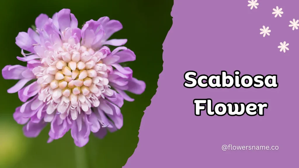 Spectacular 12+ Flowers that Start with S With Pictures 6 Scabiosa