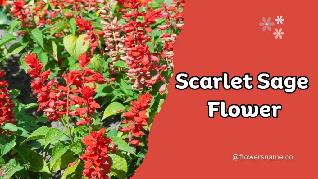 Spectacular 12+ Flowers that Start with S With Pictures 13 Scarlet Sage