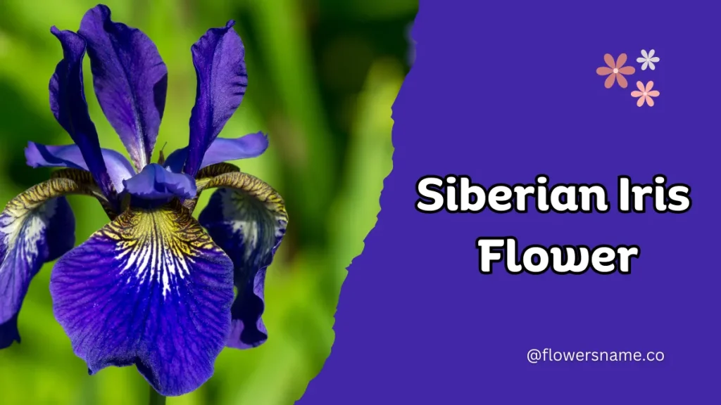 Spectacular 12+ Flowers that Start with S With Pictures 15 Siberian Iris