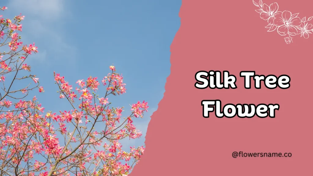 Spectacular 12+ Flowers that Start with S With Pictures 11 Silk Tree Flower