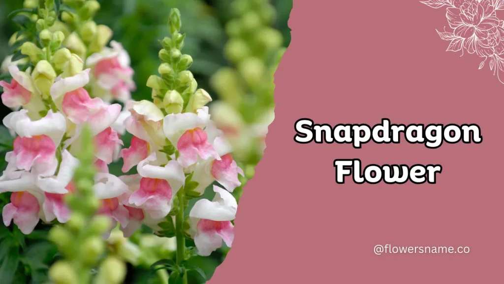 Spectacular 12+ Flowers that Start with S With Pictures 4 Snapdragon