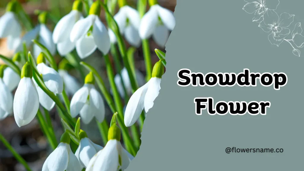 Spectacular 12+ Flowers that Start with S With Pictures 8 Snowdrop