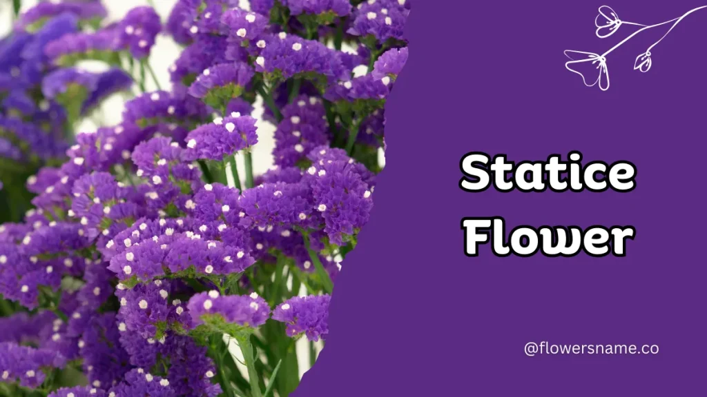 Spectacular 12+ Flowers that Start with S With Pictures 9 Statice