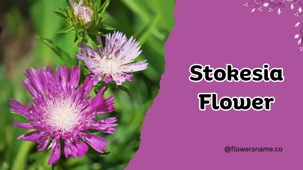 Spectacular 12+ Flowers that Start with S With Pictures 10 Stokesia