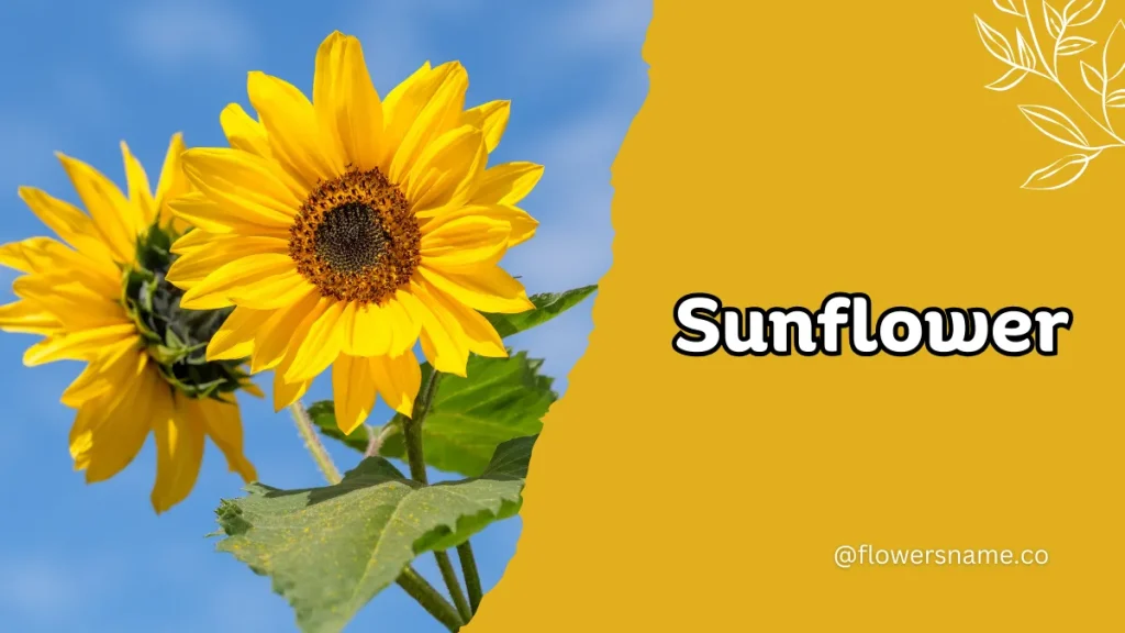 Spectacular 12+ Flowers that Start with S With Pictures 3 Sunflower - Flowers that Start with S