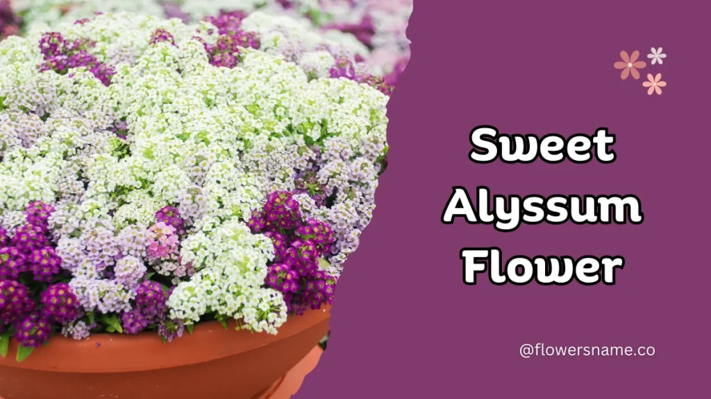 Spectacular 12+ Flowers that Start with S With Pictures 14 Sweet Alyssum