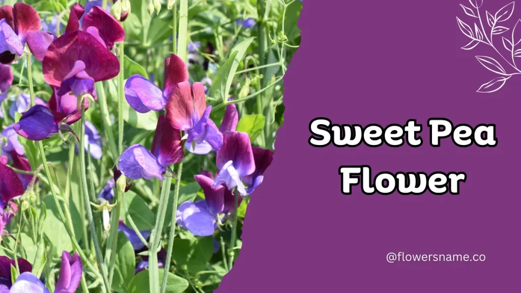 Spectacular 12+ Flowers that Start with S With Pictures 5 Sweet Pea