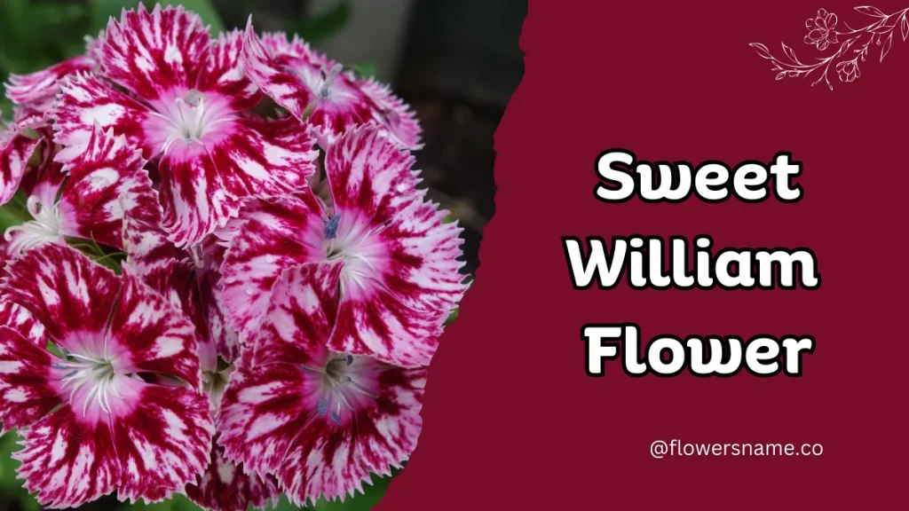 Spectacular 12+ Flowers that Start with S With Pictures 12 Sweet William