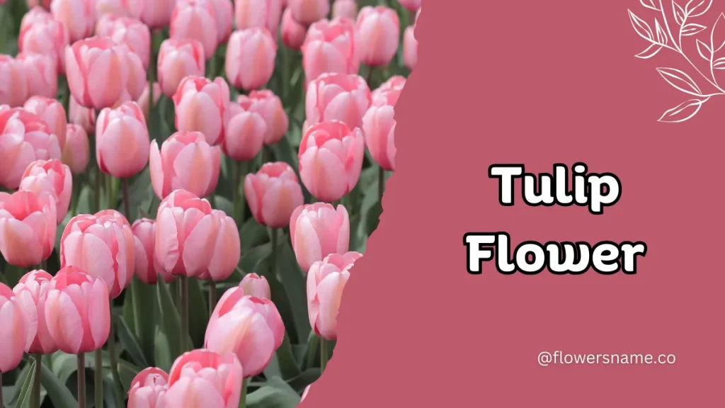 18+ Terrific Flowers that Start with T With Pictures 3 Tulip