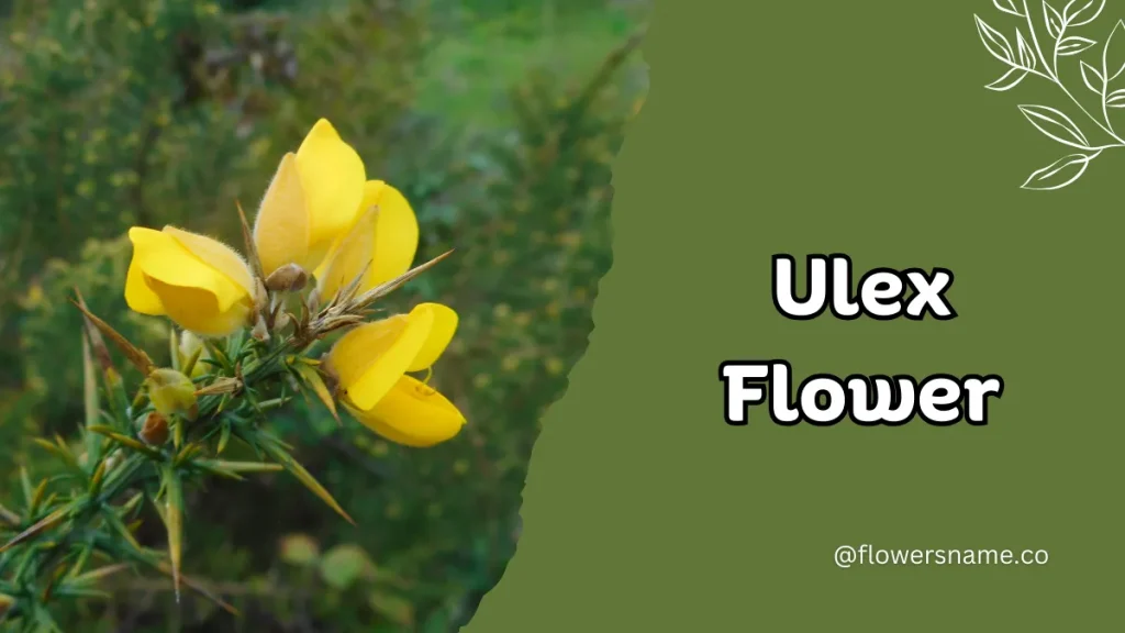 Unique 15 Flowers that Start with U With Pictures 3 Ulex