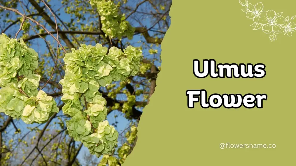 Unique 15 Flowers that Start with U With Pictures 11 Ulmus