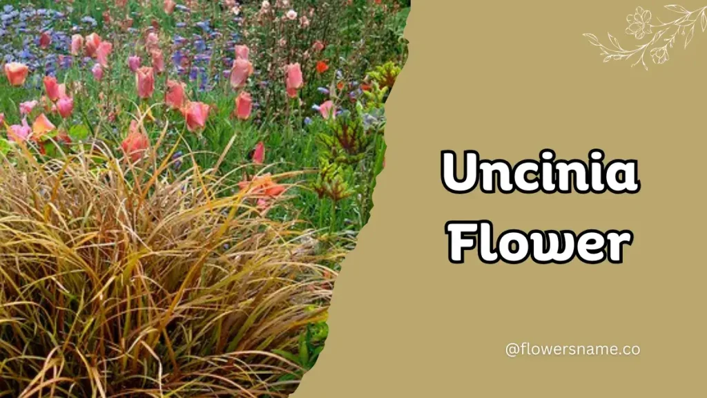 Unique 15 Flowers that Start with U With Pictures 12 Uncinia