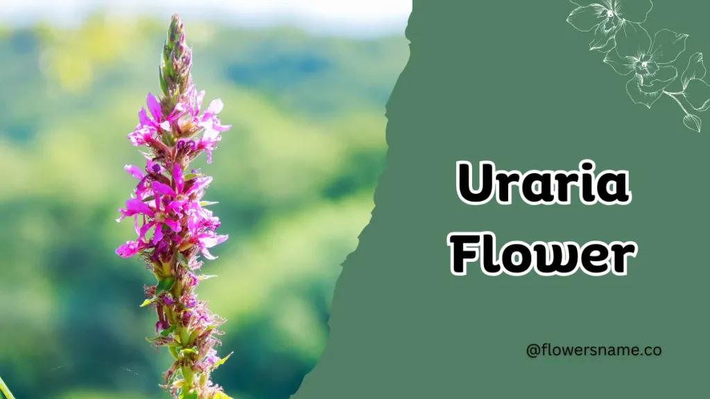 Unique 15 Flowers that Start with U With Pictures 8 Uraria