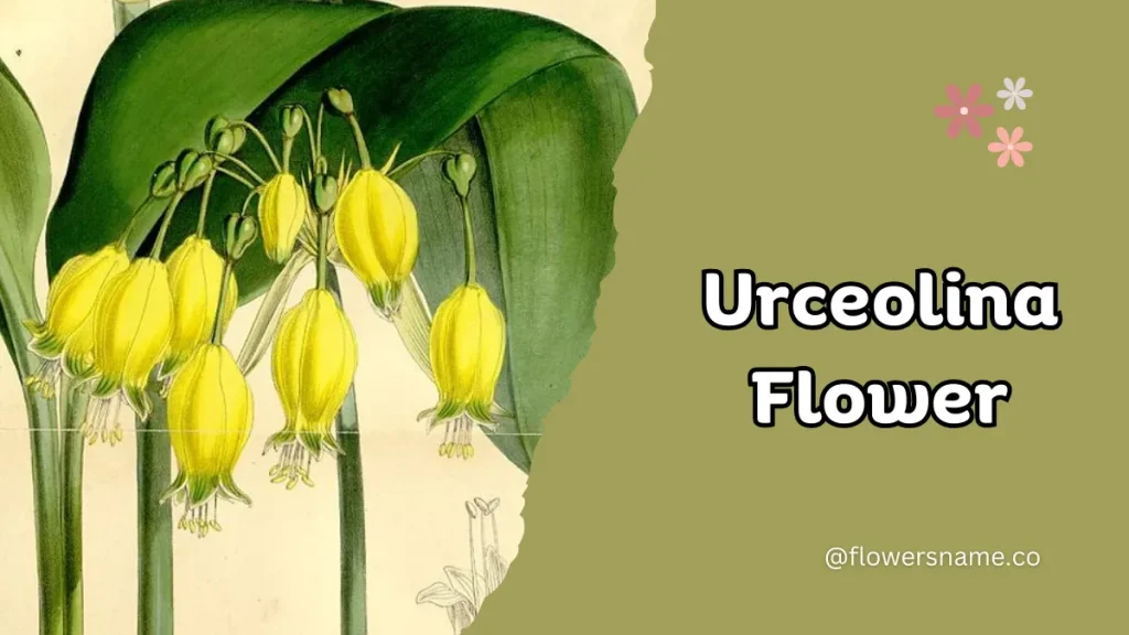 Unique 15 Flowers that Start with U With Pictures 14 Urceolina