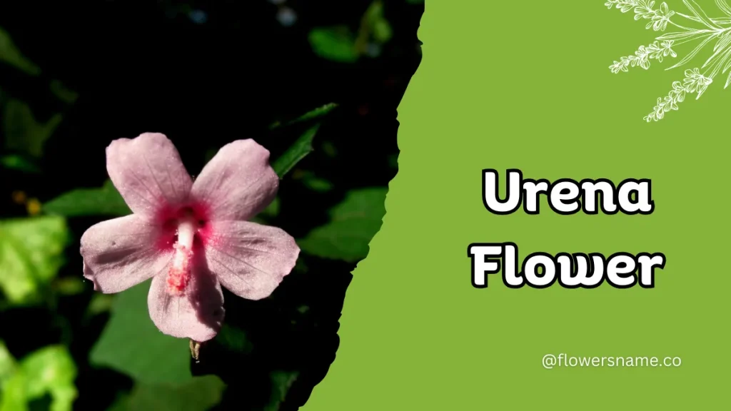 Unique 15 Flowers that Start with U With Pictures 7 Urena