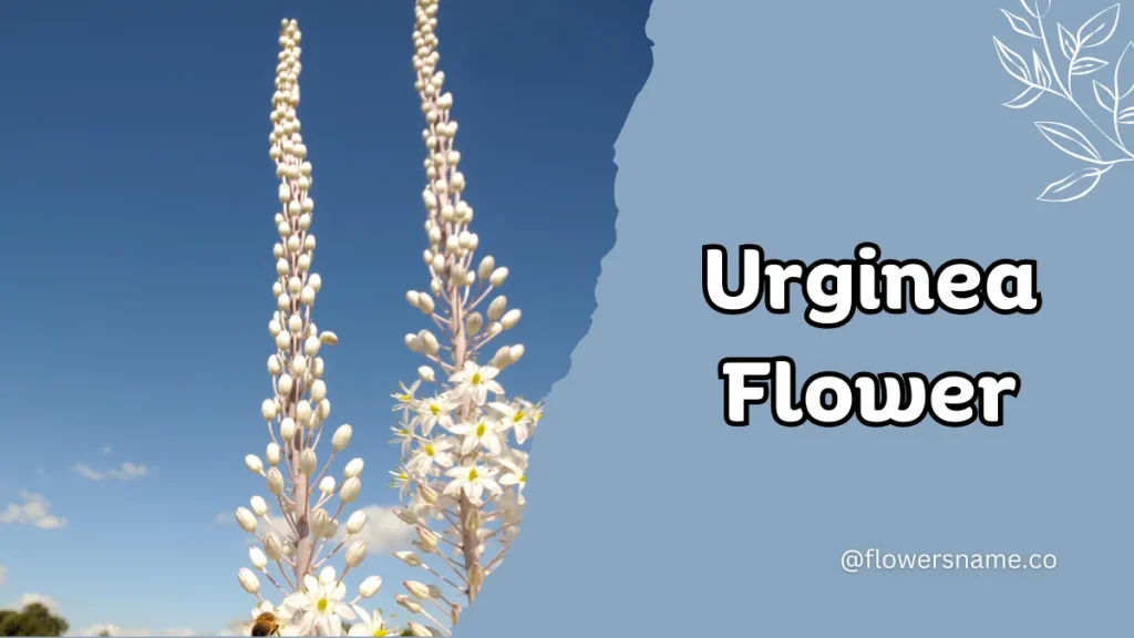 Unique 15 Flowers that Start with U With Pictures 5 Urginea