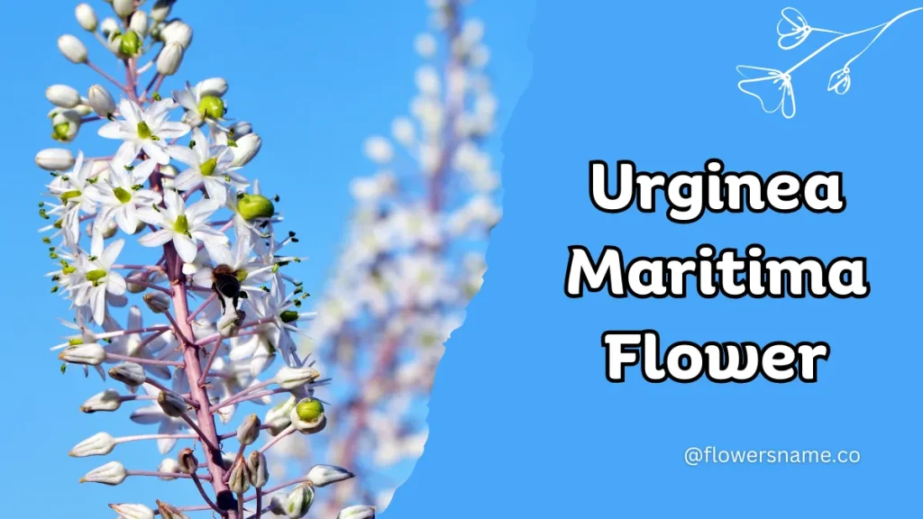 Unique 15 Flowers that Start with U With Pictures 9 Urginea Maritima