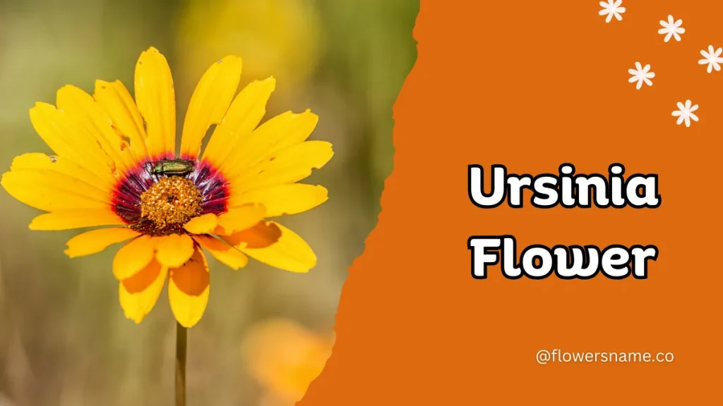 Unique 15 Flowers that Start with U With Pictures 6 Ursinia