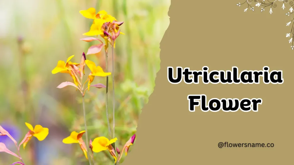 Unique 15 Flowers that Start with U With Pictures 10 Utricularia