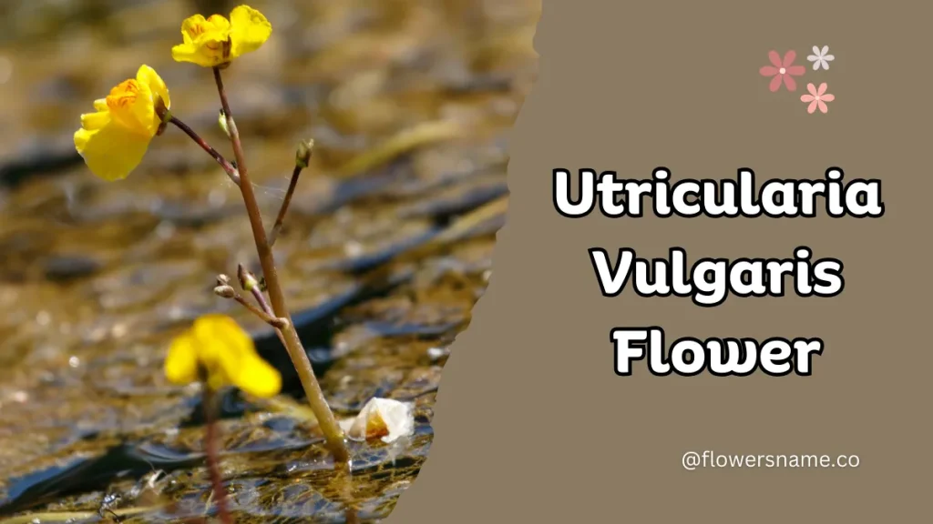 Unique 15 Flowers that Start with U With Pictures 13 Utricularia Vulgaris