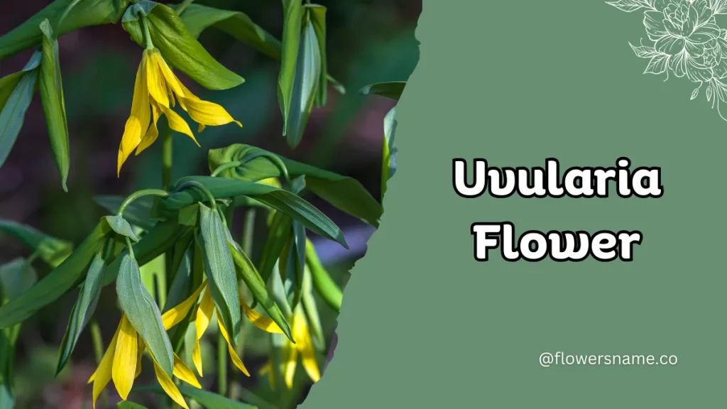Unique 15 Flowers that Start with U With Pictures 4 Uvularia