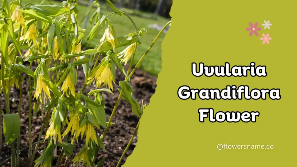Unique 15 Flowers that Start with U With Pictures 15 Uvularia Grandiflora