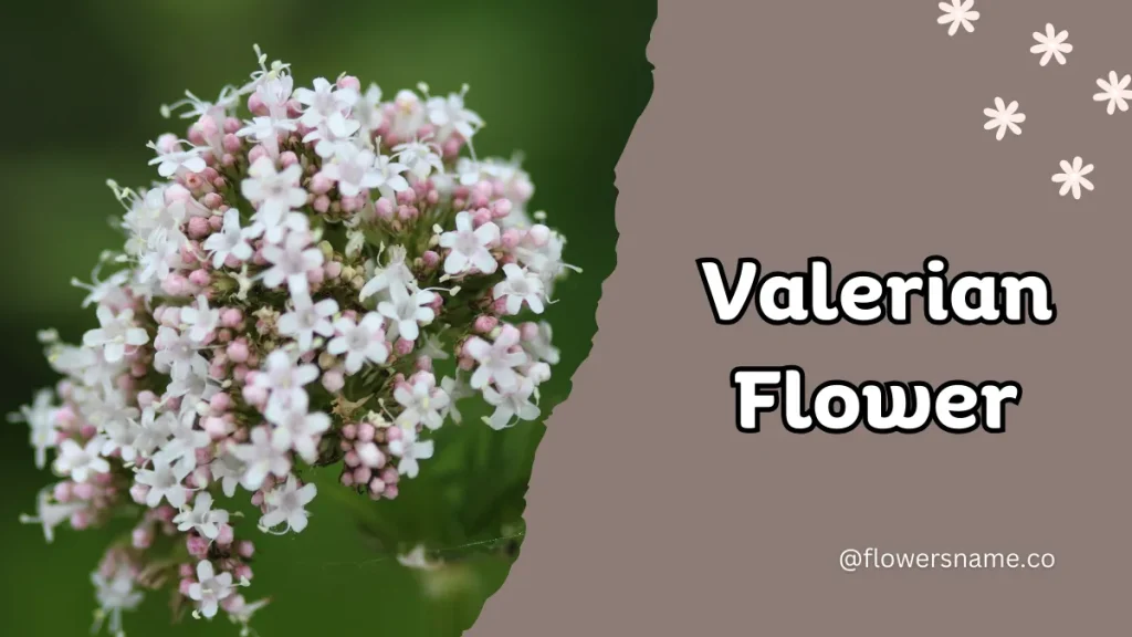 Vibrant 16+ Flowers That Start With V With Pictures 6 Valerian