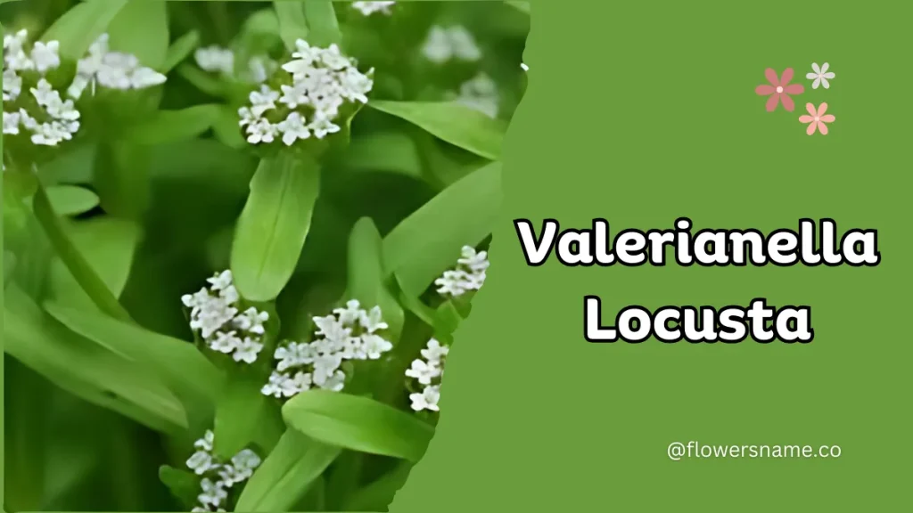 Vibrant 16+ Flowers That Start With V With Pictures 20 Valerianella locusta