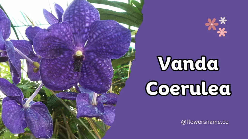 Vibrant 16+ Flowers That Start With V With Pictures 18 Vanda Coerulea
