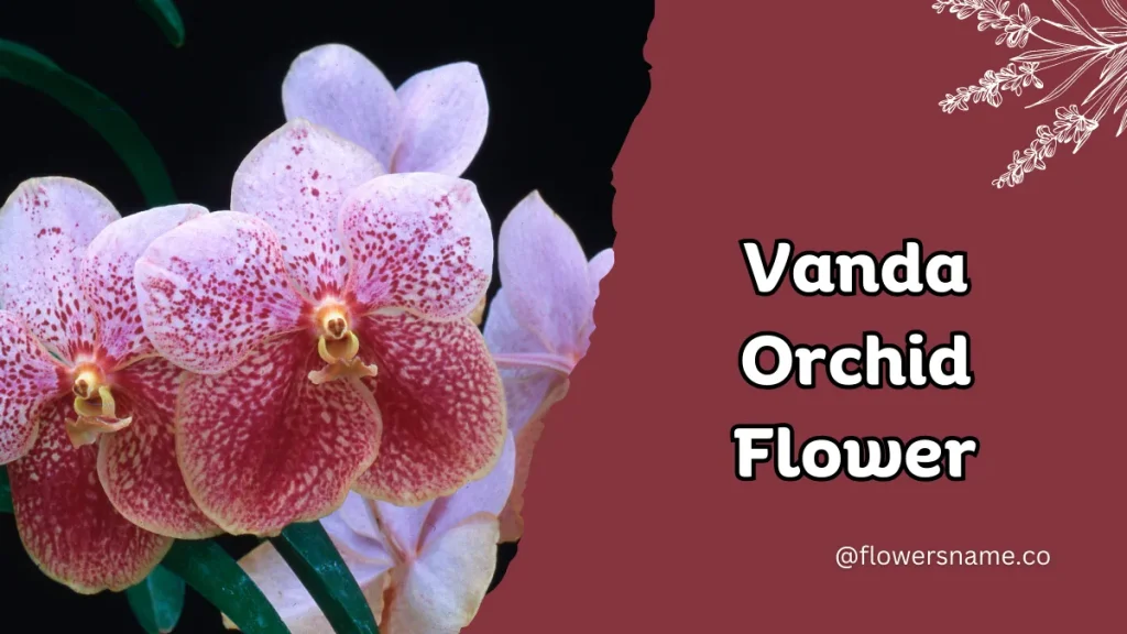Vibrant 16+ Flowers That Start With V With Pictures 7 Vanda Orchid