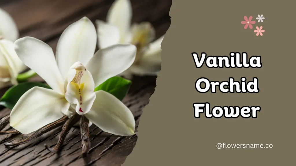 Vibrant 16+ Flowers That Start With V With Pictures 13 Vanilla Orchid