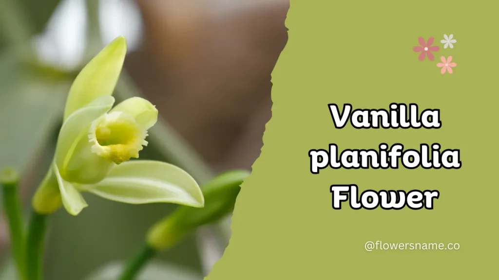 Vibrant 16+ Flowers That Start With V With Pictures 22 Vanilla planifolia