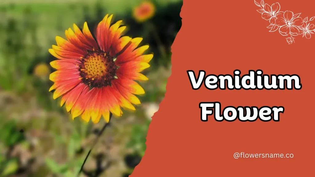 Vibrant 16+ Flowers That Start With V With Pictures 11 Venidium