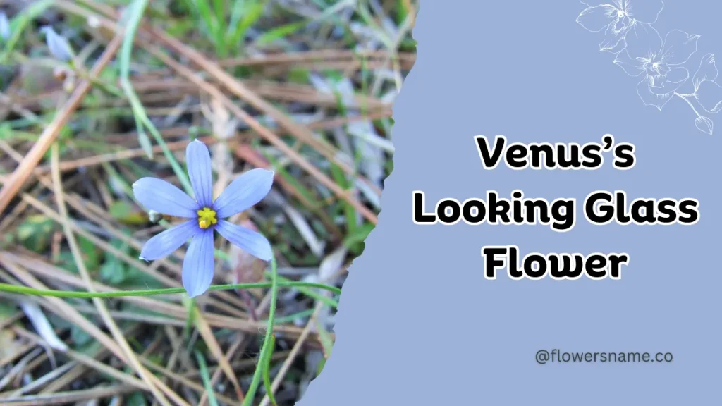 Vibrant 16+ Flowers That Start With V With Pictures 8 Venus’s Looking Glass