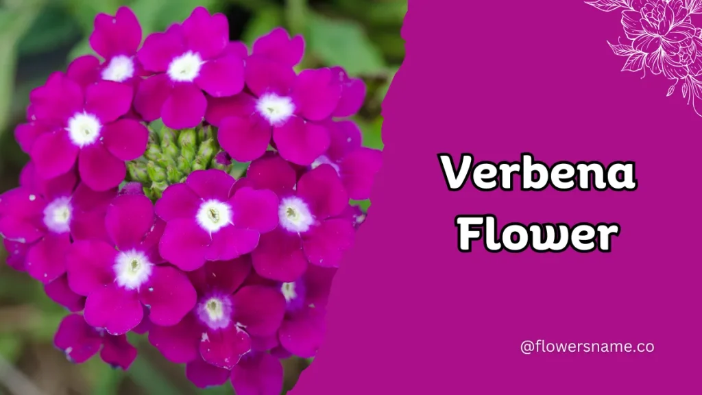 Vibrant 16+ Flowers That Start With V With Pictures 4 Verbena