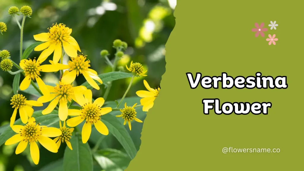 Vibrant 16+ Flowers That Start With V With Pictures 14 Verbesina