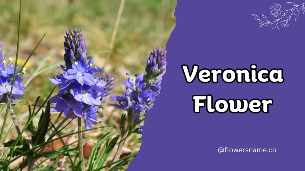Vibrant 16+ Flowers That Start With V With Pictures 12 Veronica