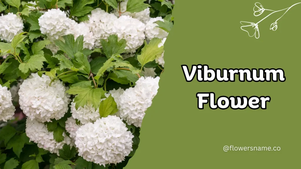 Vibrant 16+ Flowers That Start With V With Pictures 9 Viburnum