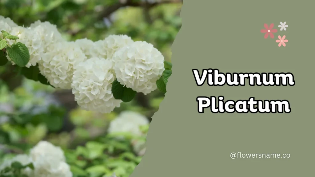 Vibrant 16+ Flowers That Start With V With Pictures 19 Viburnum plicatum