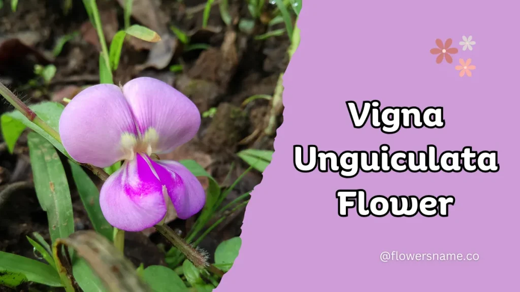Vibrant 16+ Flowers That Start With V With Pictures 21 Vigna unguiculata