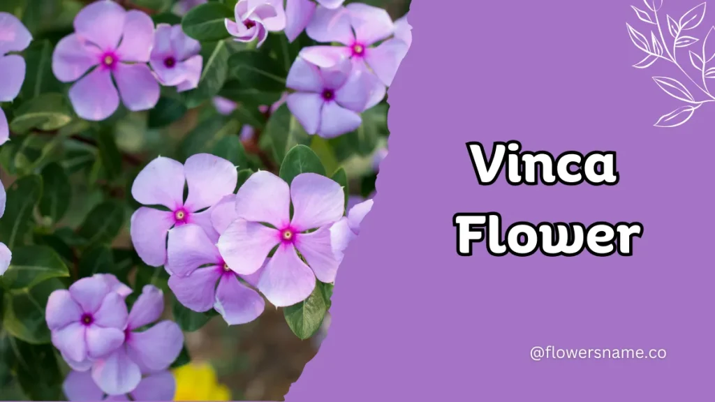 Vibrant 16+ Flowers That Start With V With Pictures 5 Vinca