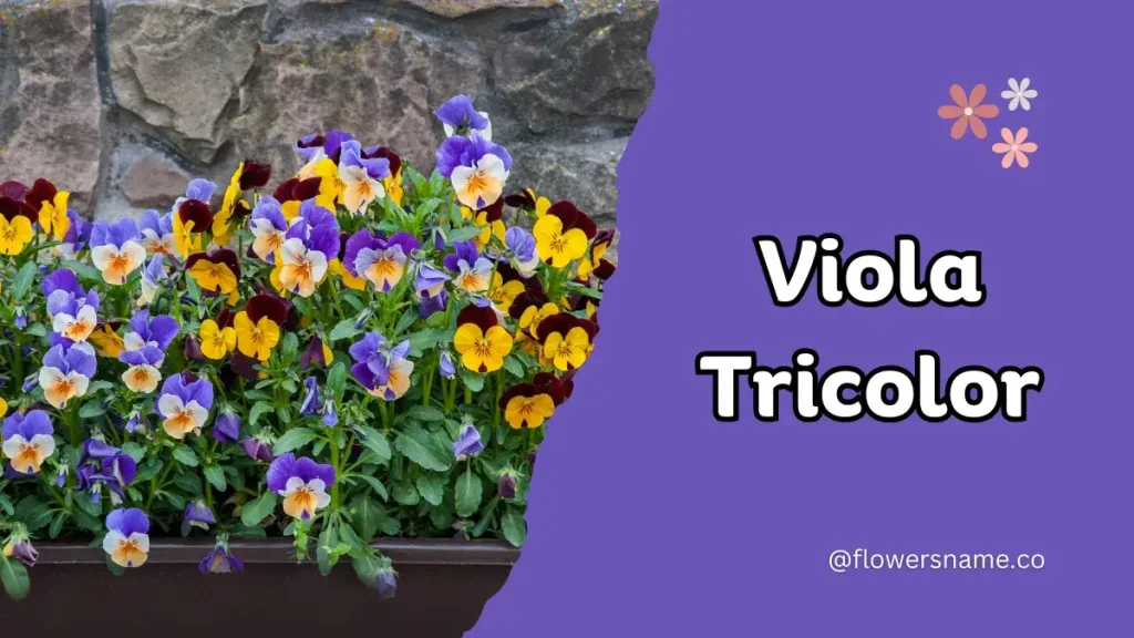 Vibrant 16+ Flowers That Start With V With Pictures 17 Viola Tricolor