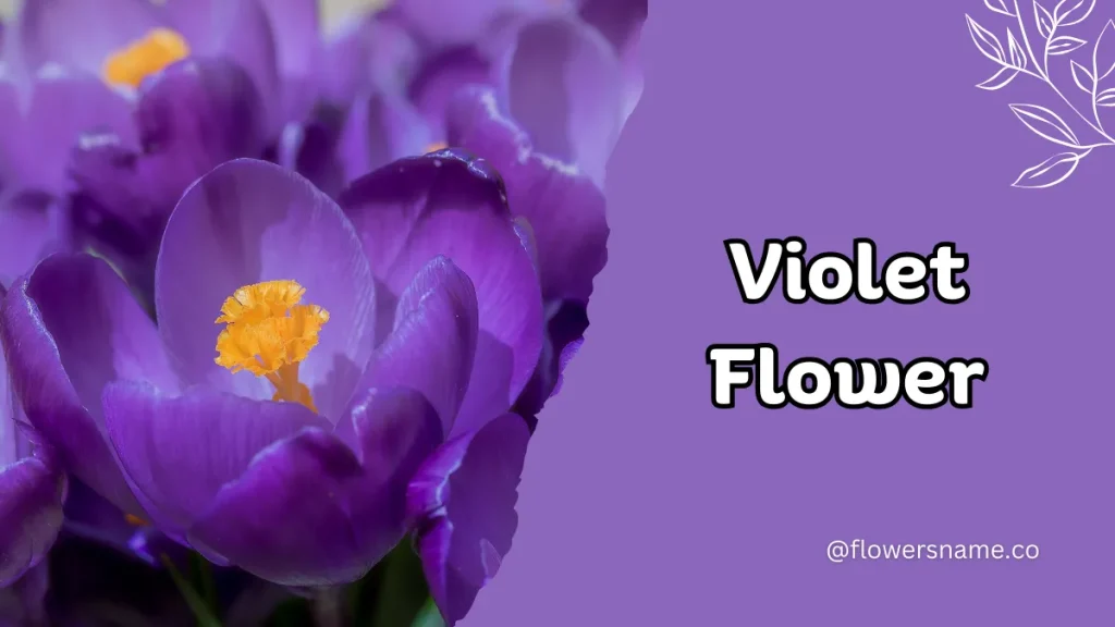 Vibrant 16+ Flowers That Start With V With Pictures 3 Violet