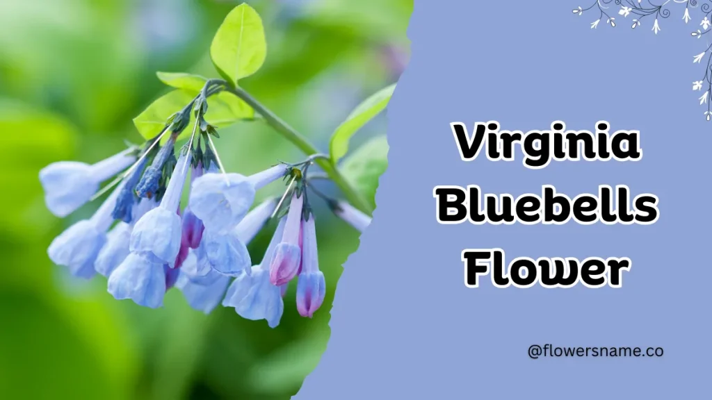 Vibrant 16+ Flowers That Start With V With Pictures 10 Virginia Bluebells