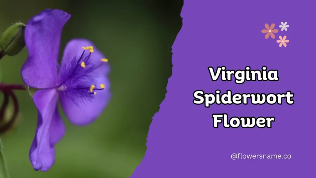 Vibrant 16+ Flowers That Start With V With Pictures 15 Virginia Spiderwort