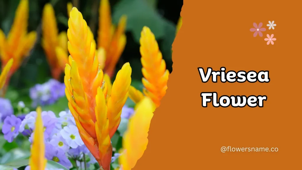 Vibrant 16+ Flowers That Start With V With Pictures 16 Vriesea