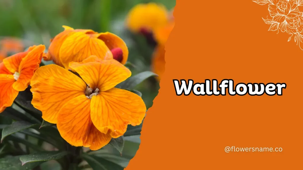 Wallflower