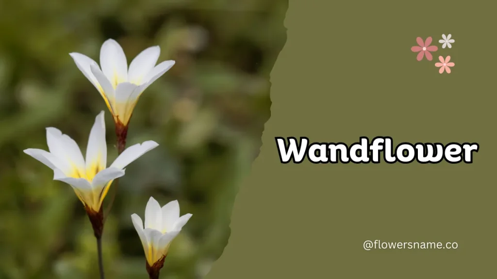 Wandflower